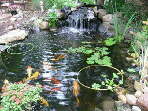 ponds086.jpg