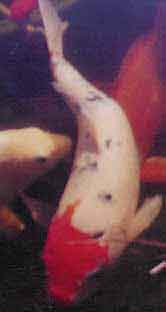 Koi