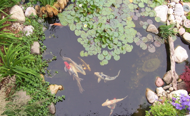 5_sheldons_pond_09.gif