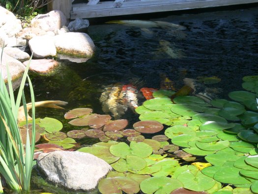 brevardPond_Tour_09-2-005.jpg